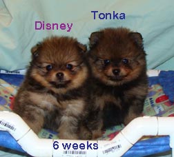 Gini-Ichi puppies 6 wks together.jpg (80826 bytes)